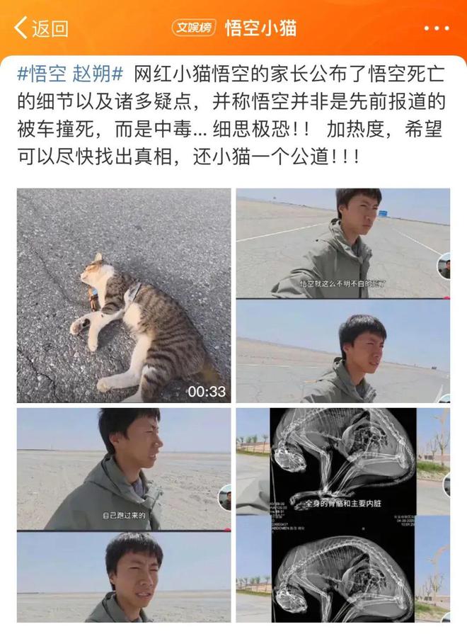 ：主人赵朔公开去世细节可能死于投毒！不朽情缘游戏平台网红小猫“悟空”去世(图4)