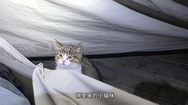：主人赵朔公开去世细节可能死于投毒！不朽情缘游戏平台网红小猫“悟空”去世(图1)