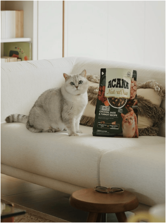 首发“双拼倍护猫粮”巨头的中国战略再提速不朽情缘平台宠物食品新闻:爱肯拿在华全球(图2) 首发“双拼倍护猫粮”巨头的中国战略再提速不朽情缘平台宠物食品新闻:爱肯拿在华全球(图2)