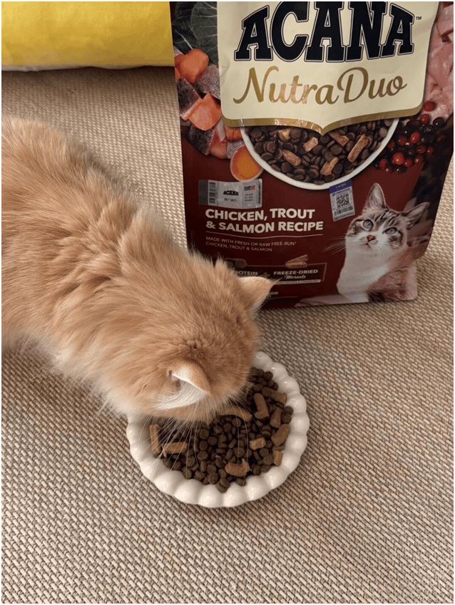 首发“双拼倍护猫粮”巨头的中国战略再提速不朽情缘平台宠物食品新闻:爱肯拿在华全球(图8) 首发“双拼倍护猫粮”巨头的中国战略再提速不朽情缘平台宠物食品新闻:爱肯拿在华全球(图8)